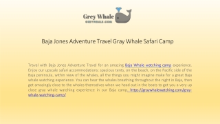 Thrilling Gray Whale Safari Camp