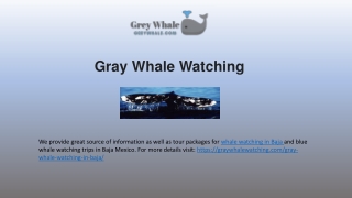 Whale Watching Tours Along Baja Ocean