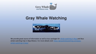Whale Watching Tours Along Baja Ocean