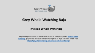 Top Mexico's Whale Watching Wonderland