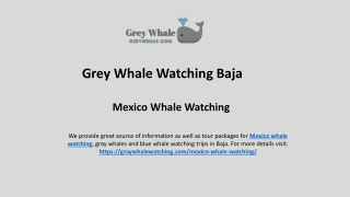 Top Mexico's Whale Watching Wonderland