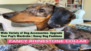 Wide variety of Dog Accessories- Upgrade Your Pup’s Wardrobe | Sassy Dog Fashion