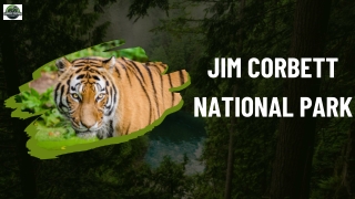 Experience the Wild | Jim Corbett National Park Tours