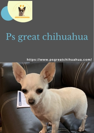 Top Chihuahua Breeders in Alabama Find Your Perfect Companion