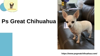Adopt a Chihuahua in Alabama and find your new best friend