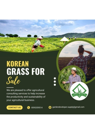 Korean Grass for Sale — Perfect for Beautiful, Low-Maintenance Lawns.