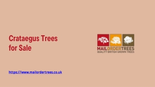 Crataegus Trees for Sale - www.mailordertrees.co.uk