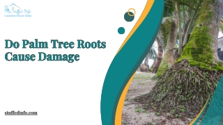 Do Palm Tree Roots Cause Damage