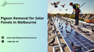 Pigeon Removal for Solar Panels In Melbourne