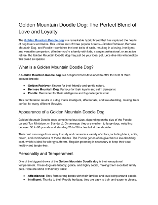 Golden Mountain Doodle dog