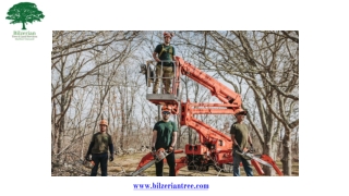 Stump Removal Grinding Martha's Vineyard