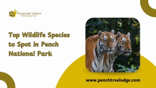 Top Wildlife Species to Spot in Pench National Park