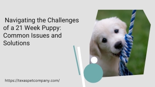 Navigating the Challenges of a 21 Week Puppy: Common Issues and Solutions