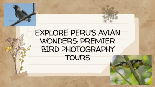 Explore Peru's Avian Wonders: Premier Bird Photography Tours