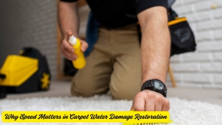 Why Speed Matters in Carpet Water Damage Restoration
