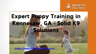 Expert Puppy Training in Kennesaw, GA - Solid K9 Solutions