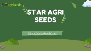 Star 444 Moong Seed Suppliers in Indai