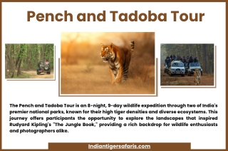 Pench and Tadoba Tour