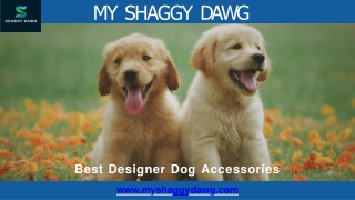 Best Designer Dog Accessories