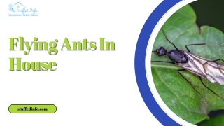 Flying Ants In House