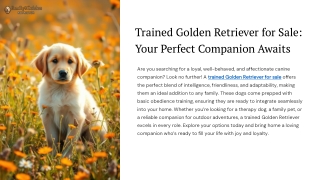 Trained Golden Retriever for Sale Your Perfect Companion Awaits