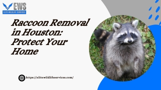 Raccoon Removal in Houston Protect Your Home