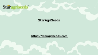 Best Quality STAR 444 Moong Seed Suppliers in India