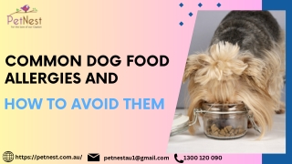 Common Dog Food Allergies and How to Avoid Them?