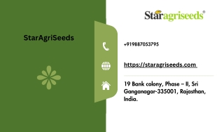 Buy Star 444 Moong Seeds Online in India – StarAgriSeeds