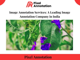 Image Annotation Services A Leading Image Annotation Company in India