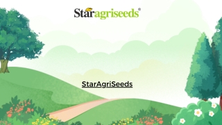 Buy Online Star 444 Moong Seeds in India – StarAgriSeeds
