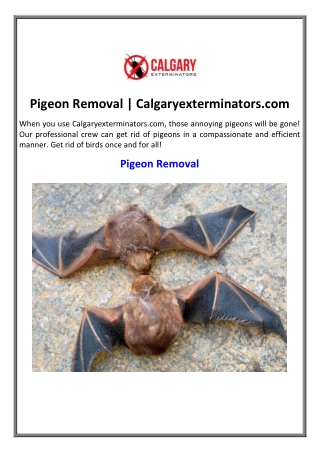 Pigeon Removal | Calgaryexterminators.com