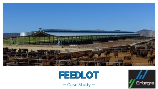 Case Study: Feedlot Sheds Revolutionizing Cattle Comfort