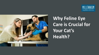 Why Feline Eye Care is Crucial for Your Cat’s Health