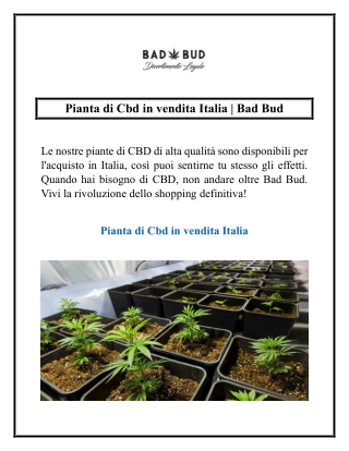 Pianta di Cbd in vendita Italia | Bad Bud