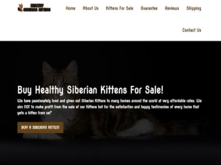 Find Purebred Siberian Kittens for sale