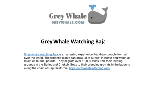 Gorgeous Gray Whale Watching Baja Sight