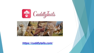 Hassle-Free Online Vet Appointments in Houston with Cuddly Tails