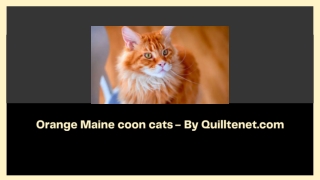 Orange Maine coon cats - By Quilltenet.com