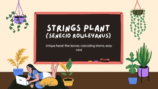 String of Pearls Succulent: Easy-Care Tips and Decorative Ideas
