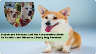 Stylish and Personalized Pet Accessories Made for Comfort and Glamour