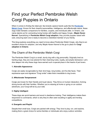 Find your Perfect Pembroke Welsh Corgi Puppies in Ontario