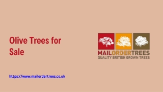 Olive Trees for Sale - www.mailordertrees.co.uk