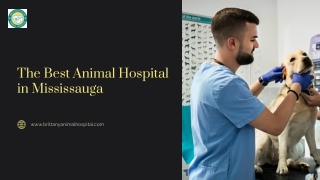 Leading Veterinary Care at the Best Animal Hospital in Mississauga
