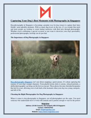 Capturing Your Dog’s Best Moments with Photography in Singapore
