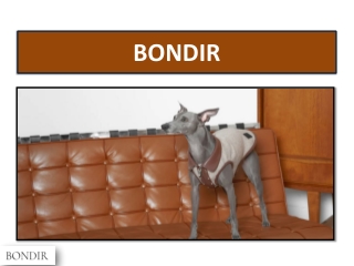 BONDIRの犬のためのクールなベスト:スタイリッシュで快適なペットアパレル