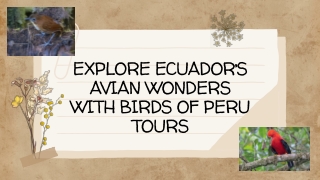 Explore Ecuador’s Avian Wonders with Birds of Peru Tours