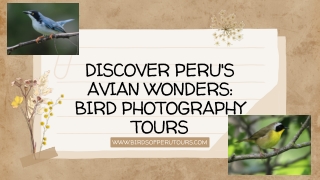 Discover Peru's Avian Wonders Bird Photography Tours