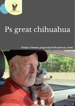 Affordable Chihuahua Puppies in Alabama – Find Your Perfect Pet Today!