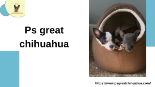 Top Chihuahua Breeders in Alabama Find Your Perfect Puppy